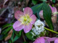 Prachtvolle Schneerosen Blüte und weißer Pestwurz